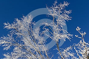Abstract Winter Scene of Tree Branches covered in Ice and Snow