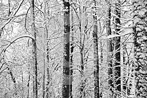 Abstract Winter Trees