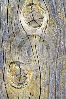 Abstract Wood bark Textures surface background closeup