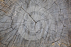 Abstract wood pattern texture