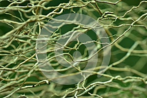 Abstract wood root background, soft focus, sunny day, fresh spring field, natural textured wallpaper