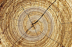 Abstract wood spiral