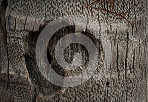 Abstract wood texture
