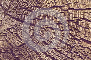 The abstract wood texture background.