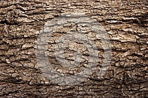 Abstract Wood Texture Bark