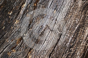 Abstract Wood Texture Bark