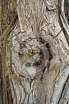 Abstract wood texture bark, a acacia tree
