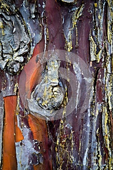 Abstract wood texture bark, cypress tree. Plant, firewood.