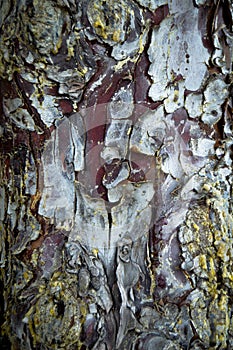 Abstract wood texture bark, cypress tree. Plant, firewood.