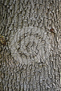 Abstract wood texture bark, a oak tree