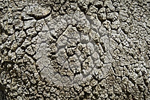 Abstract wood texture bark, a oak tree