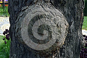 Abstract wood texture bark, a oak tree. Tree trunk tumor