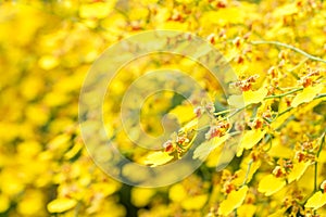 Abstract yellow background of oncidium orchid