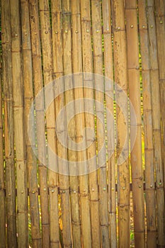 Abstract yellow dried bamboo boundary wall fence texture, bamboo