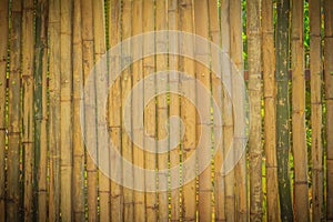 Abstract yellow dried bamboo boundary wall fence texture, bamboo