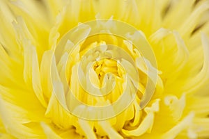 Abstract yellow floral defocus background. Macro photography. fine art