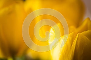 Abstract yellow floral defocus background. Macro photography. fine art