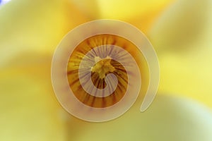 Abstract Yellow Flower