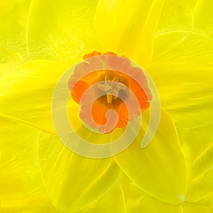 Abstract Yellow Flower on Yellow Background