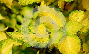 Abstract Yellow Green Leaves Nature Background - Coleus Blumei - Plectranthus Scutellarioides