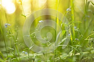 Abstract yellow green nature blurred bokeh background with blue wild flowers and grass in sunlight