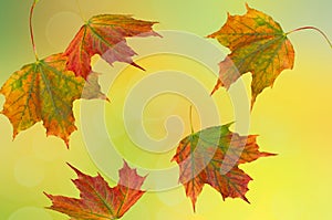 Abstract yellow, green, orange, blue background with blurred spots and autumn  falling leaves