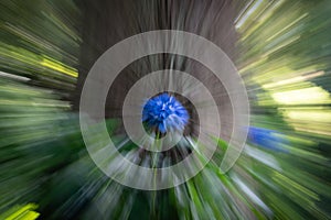 Abstract zoom blur bright blue flower against tree trunk