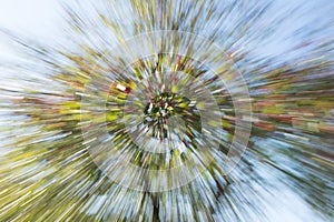 Abstract Zoom of tree with flowers.