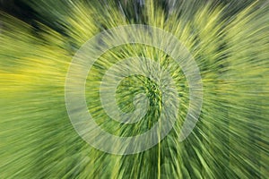 Abstract zooming effect of green plants