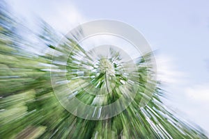 Abstract zooming effect of plant