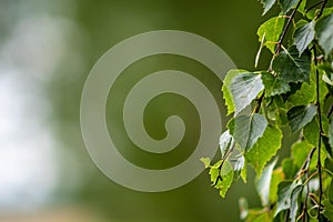 Abstracted background with birch leaf closeup.