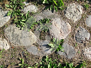 Abstraction background, texture. An old cobblestone pavement with sprouted grass, illuminated by the sun on a hot day. Stone