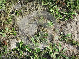 Abstraction background, texture. An old cobblestone pavement with sprouted grass, illuminated by the sun on a hot day. Stone