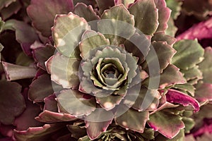 Abstraction background texture secculent sempervivum arachnoideum photo
