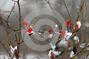 Abstraction. Bunch of Rowan red, defocused, on a blurry forest background in winter snowy day. Bokeh, text place