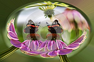 Butterflies sitting on flowers, in a capsule