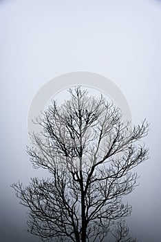 Abstraction pattern black and white lonely tree branches background