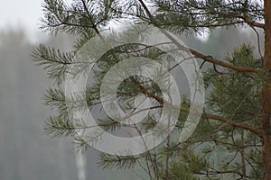 Abstraction of a pine branch needles in fog