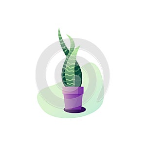 Abstraction Sansevieria potted plant. Vector illustration of the leaves of a houseplant