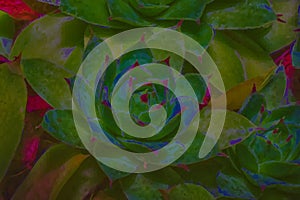 Abstraction of succulent rosette with rich saturated color