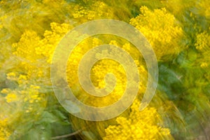 Abstractness blurred natural floral backgrounds, line and groups, the arts