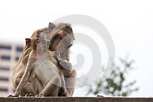 Abstracts animal Monkey feeling love with her family