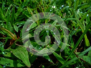 Abstrct Background of Dew drops on the grass