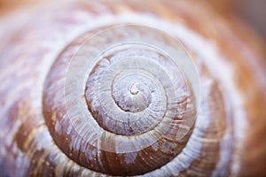 Abstruct shape of natural spiral shell closeup