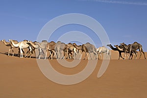 Abu Dhabi camel desert nature of wild life convoys