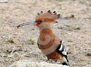 Abubilla, Parque Nac. Kruger, Sudafrica