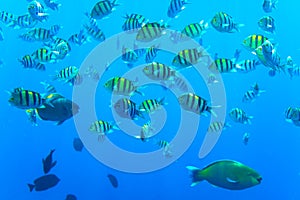 Abudefduf vaigiensis. School of tropical fish on the corals of the Red Sea