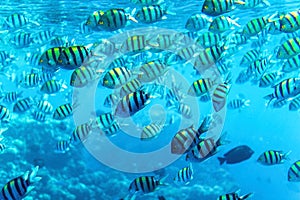 Abudefduf vaigiensis. School of tropical fish on the corals of the Red Sea