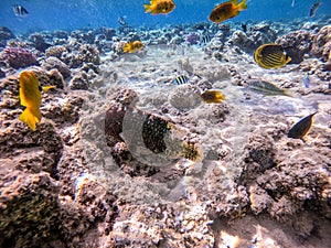 Abudjubbe`s wrasse Cheilinus abudjubbe at the Red Sea coral reef