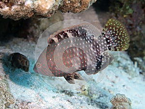 Abudjubbe wrasse